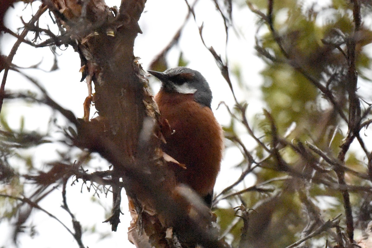 Giant Conebill - ML520074641