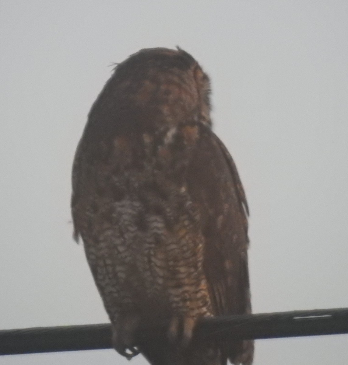 Great Horned Owl - ML520075161