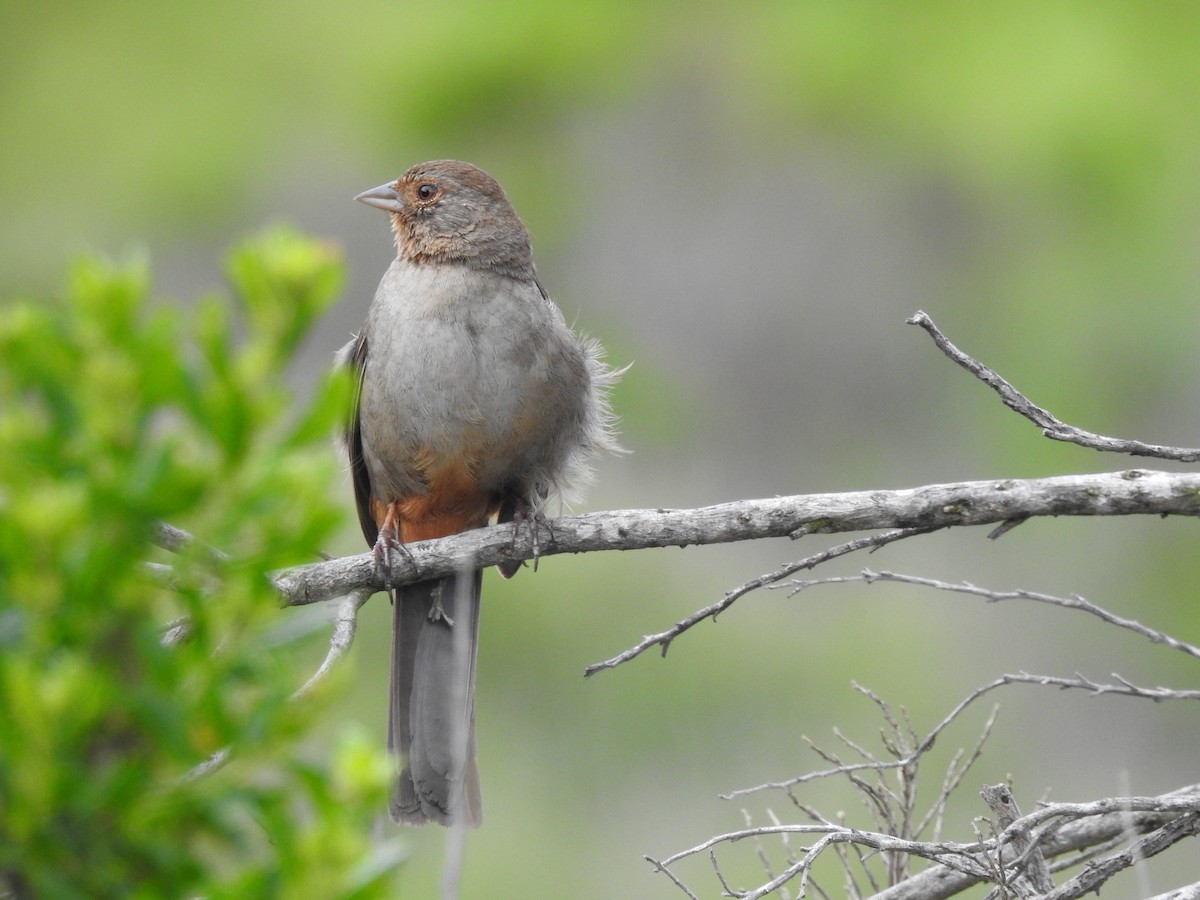 California Towhee - Dennis S Main