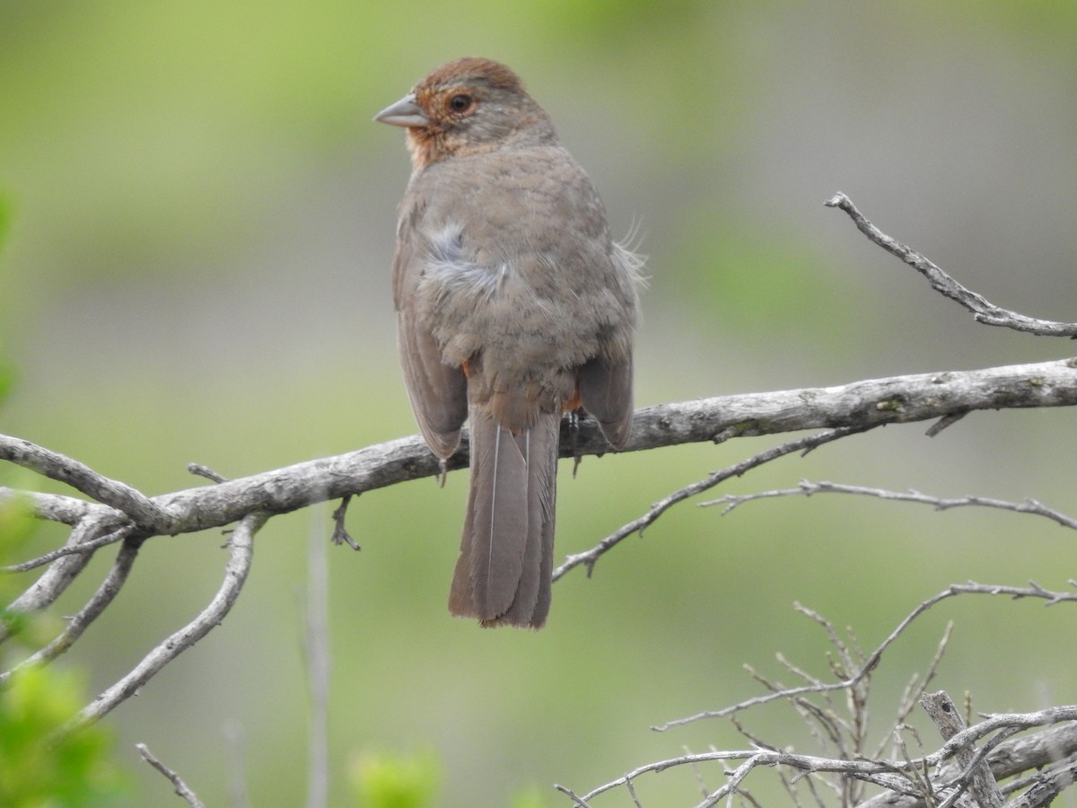 California Towhee - ML52007611