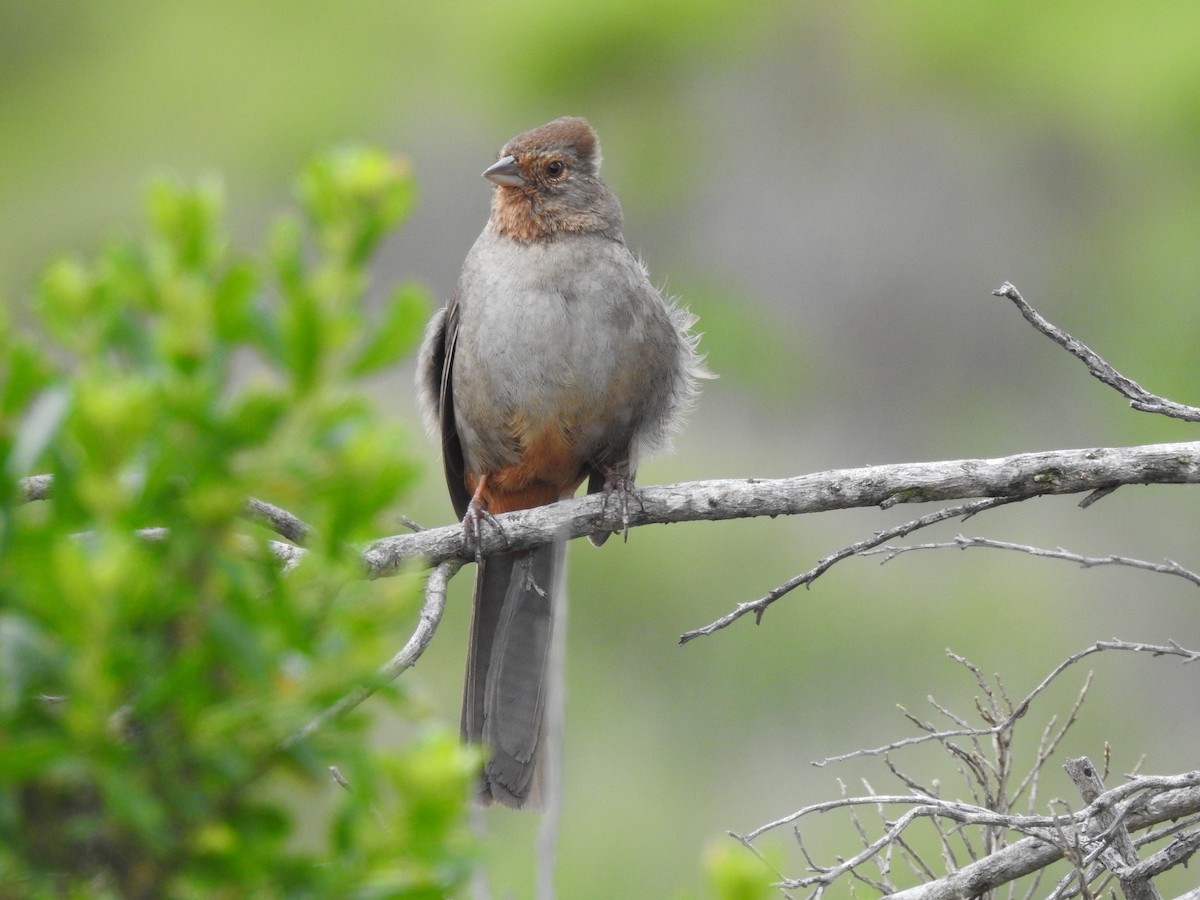 California Towhee - ML52007621