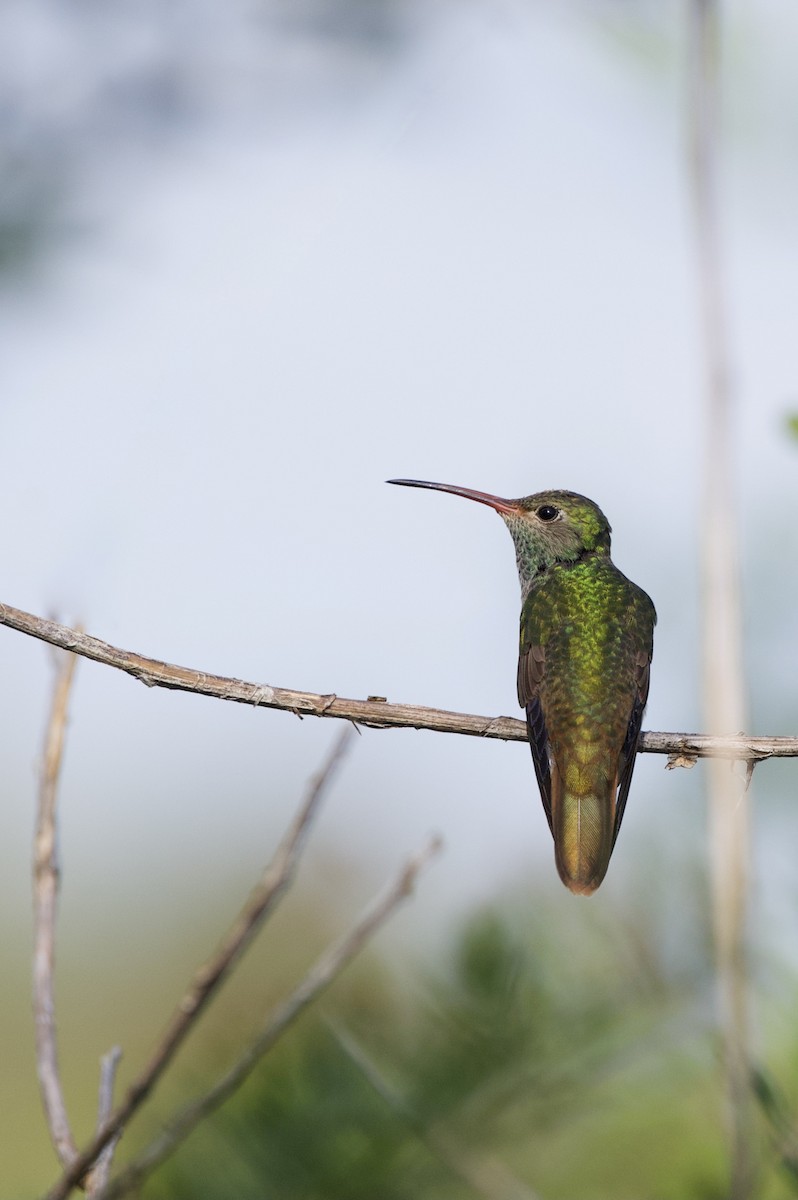 Buff-bellied Hummingbird - ML520076361