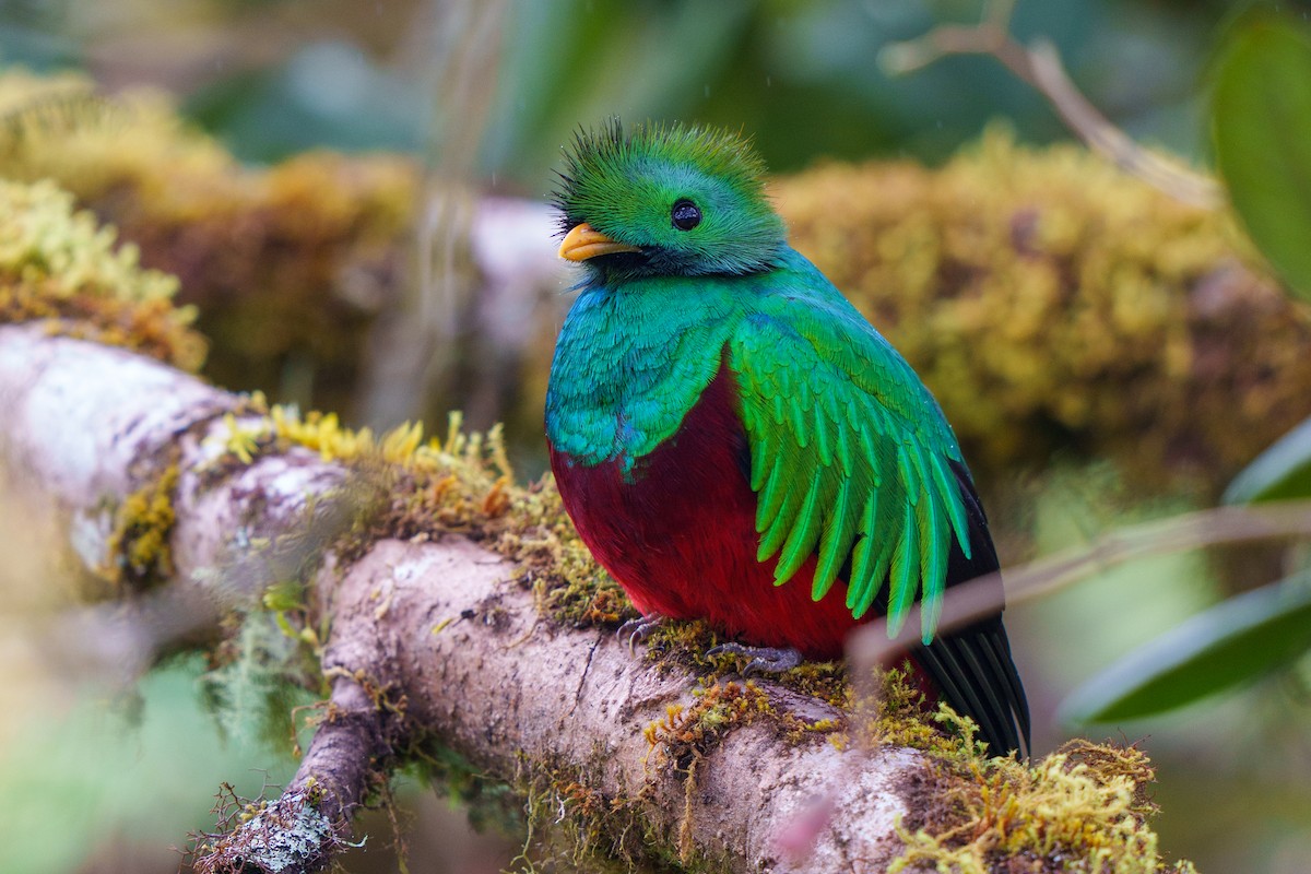Resplendent Quetzal - Jeff Hapeman