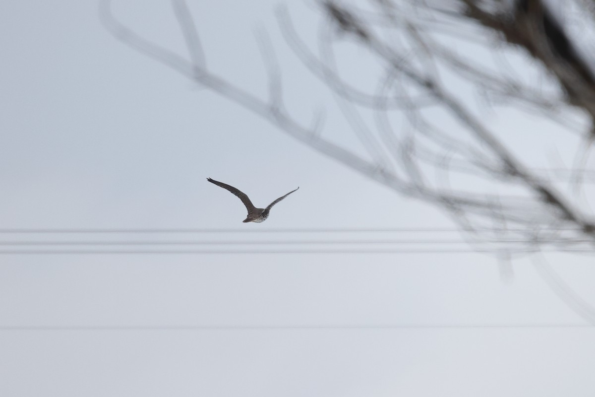 Prairie Falcon - Tory Mathis