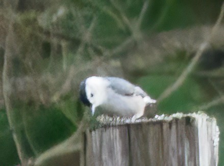 White-breasted Nuthatch - ML520079761