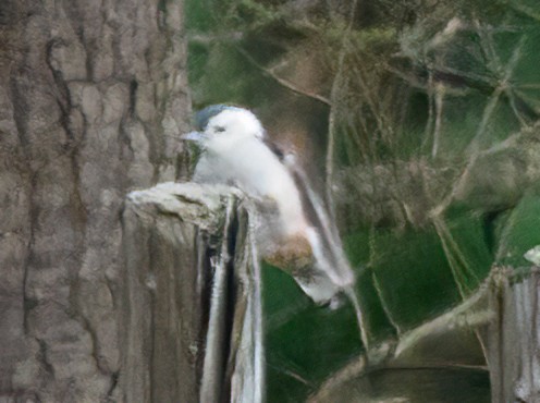 White-breasted Nuthatch - ML520079771