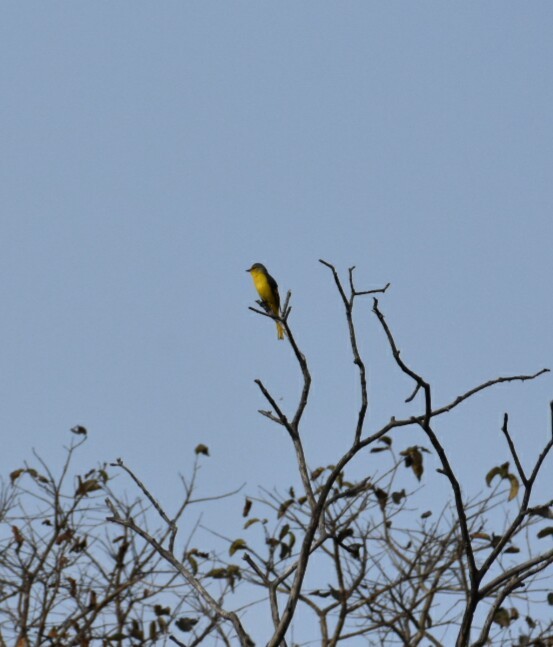 赤紅山椒鳥 - ML52007991