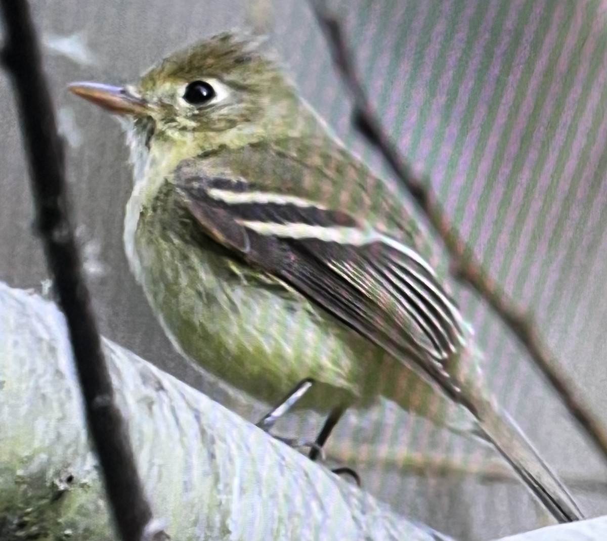 Western Flycatcher - ML520079911