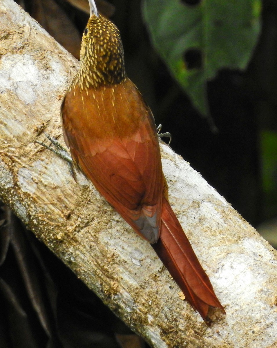 Spot-crowned Woodcreeper - ML52008021