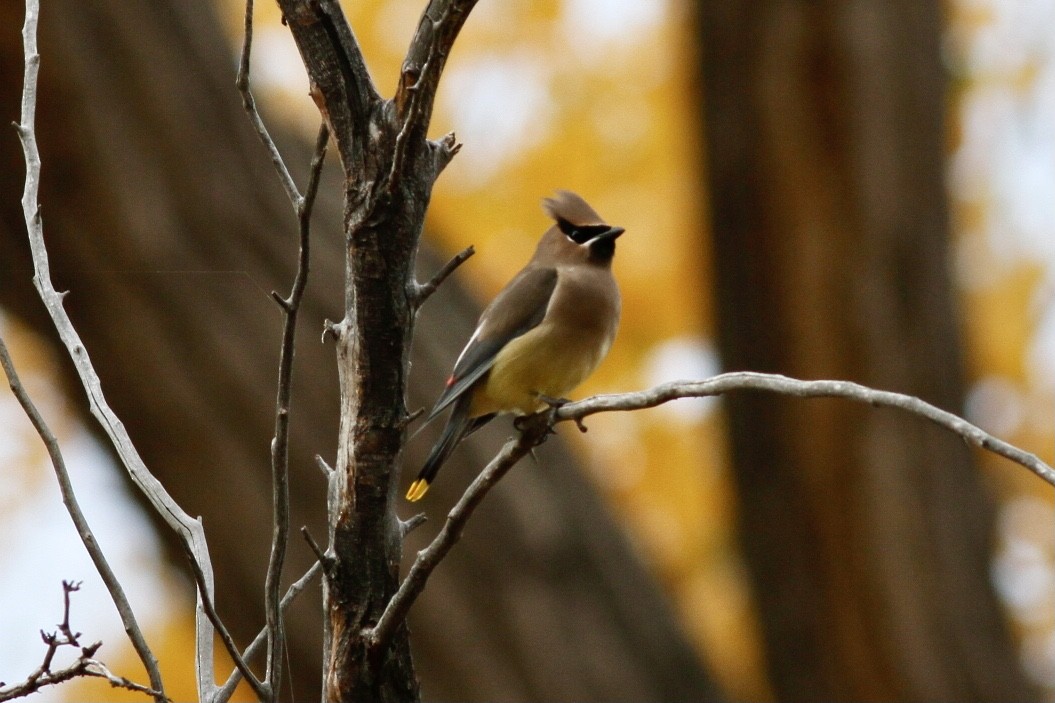 Cedar Waxwing - ML520080461