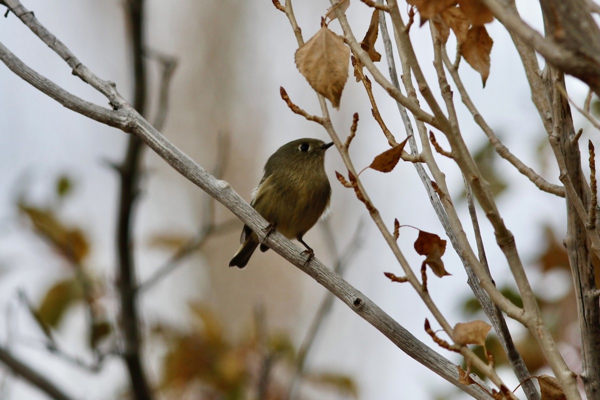 Ruby-crowned Kinglet - ML520080531