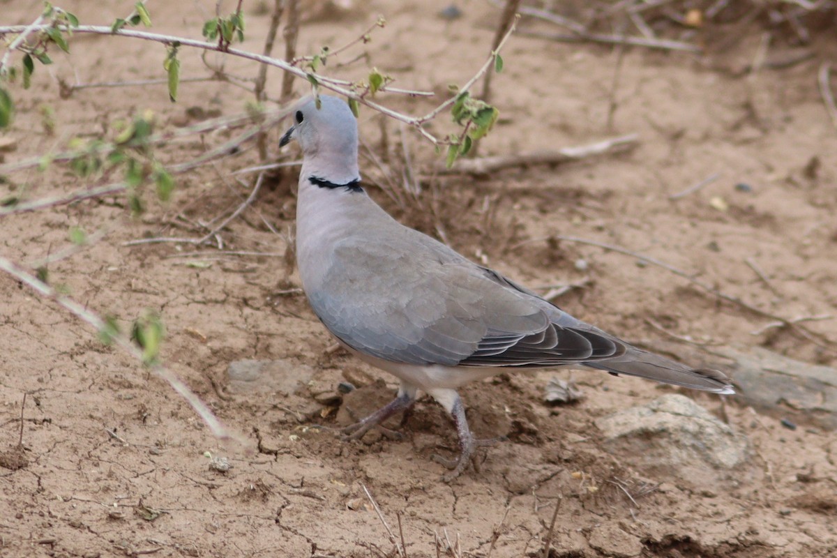Ring-necked Dove - Pete Shen