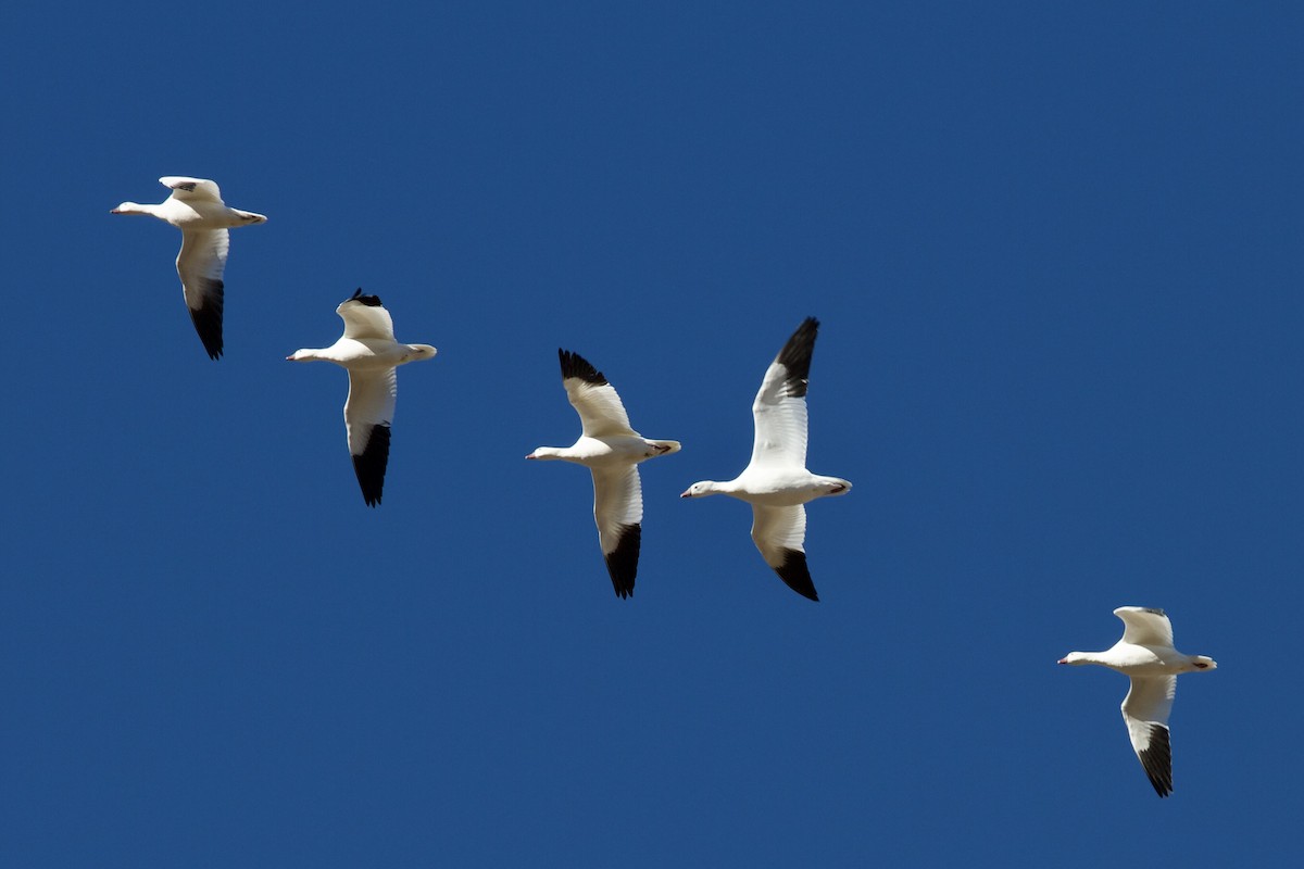 Ross's Goose - ML520081271