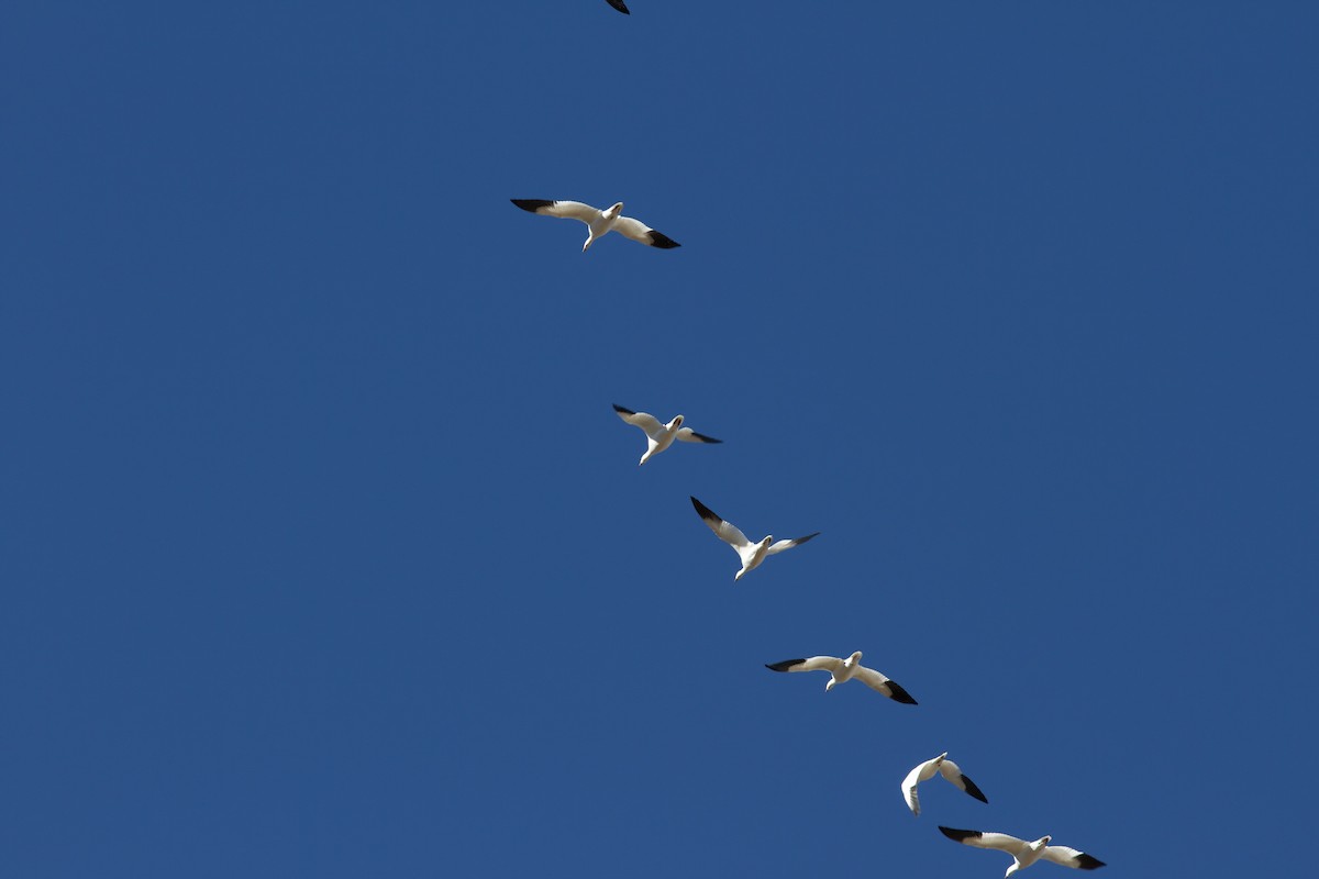 Ross's Goose - ML520081281