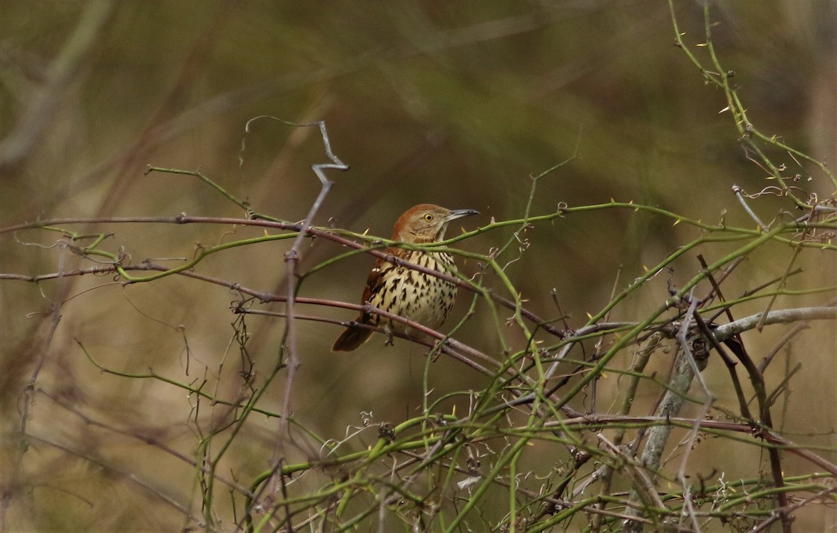 Brown Thrasher - ML520083261