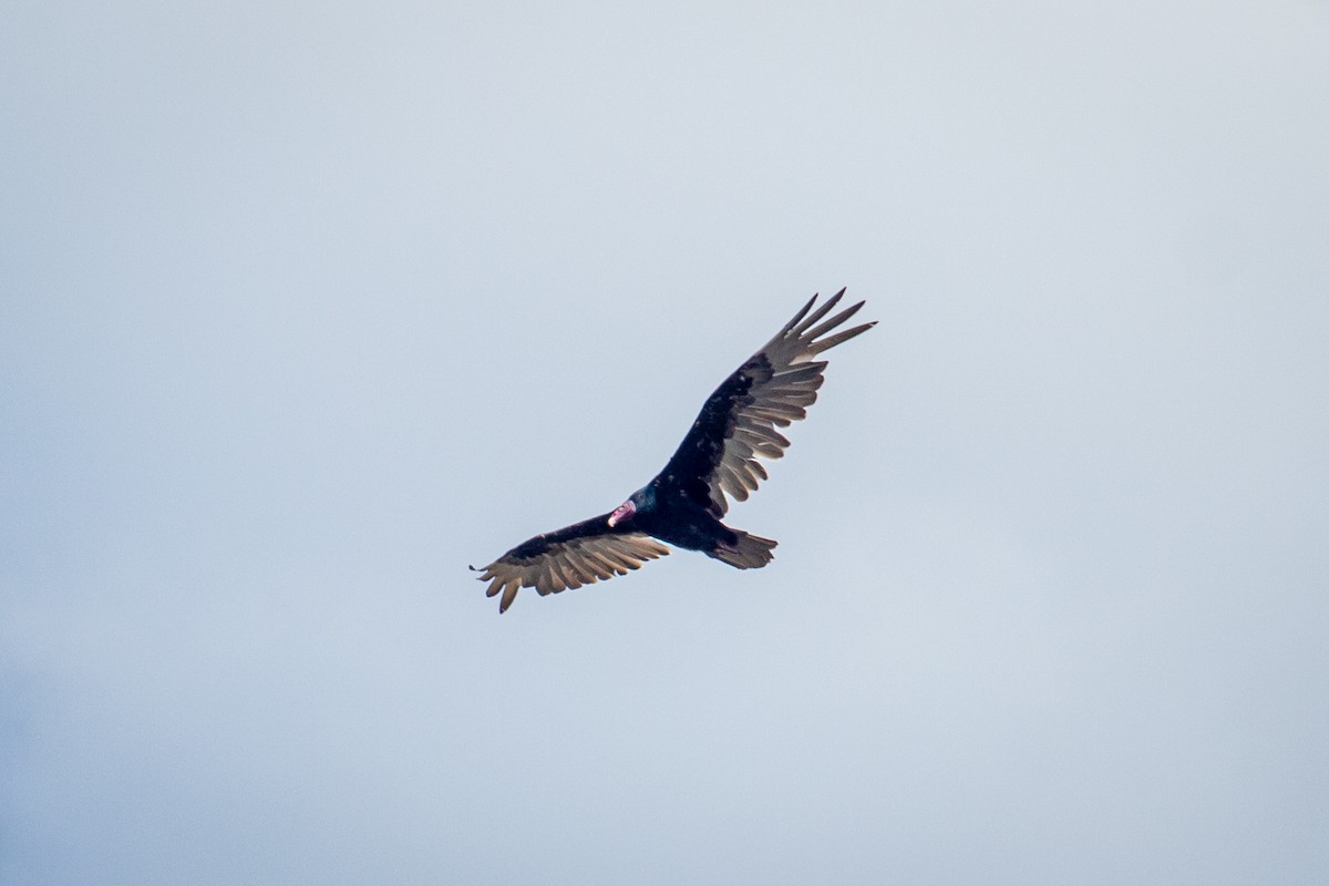 Turkey Vulture - ML520083881