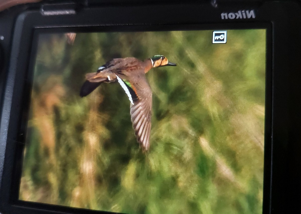 Baikal Teal - ML520083941
