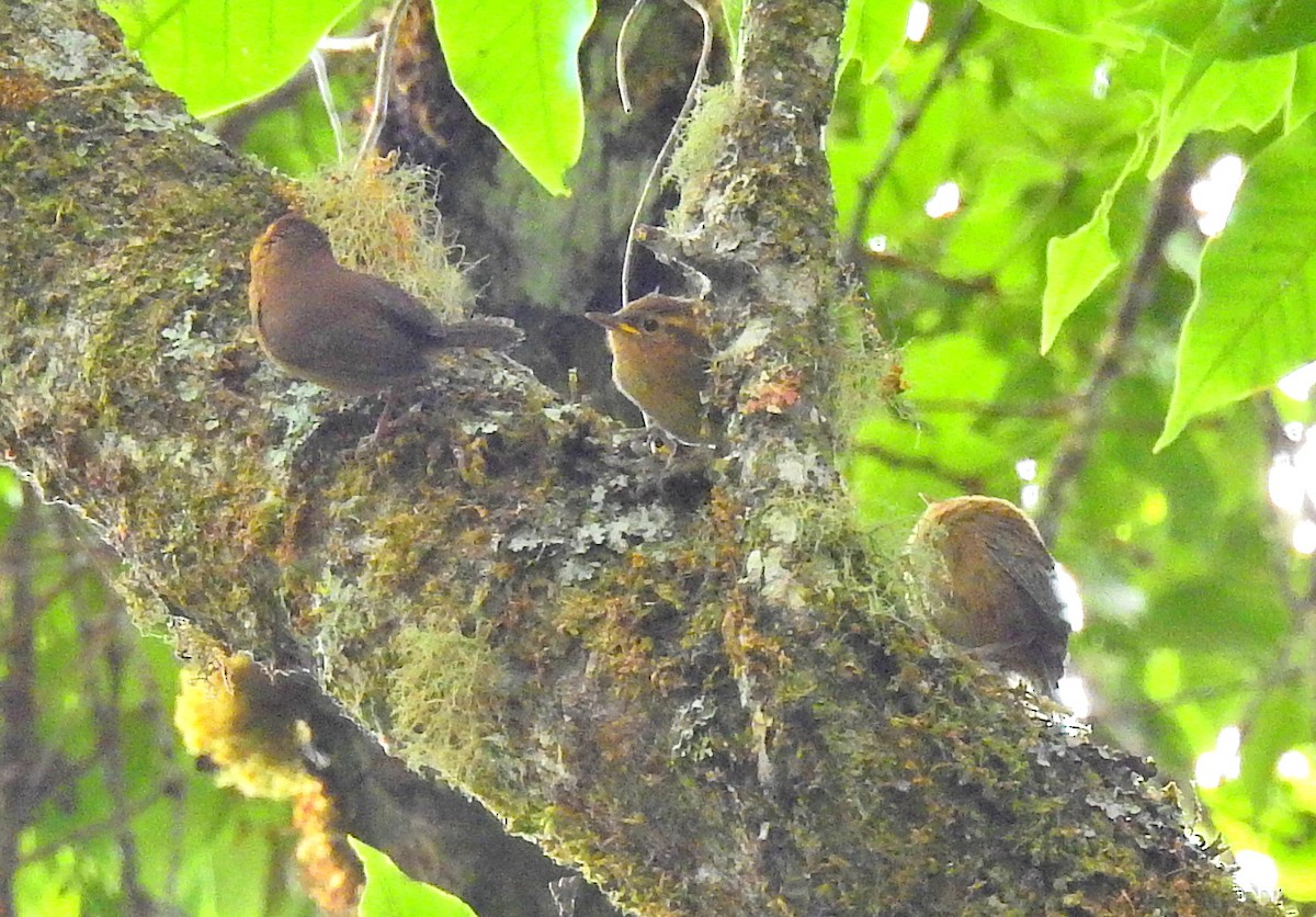 Ochraceous Wren - ML52008401