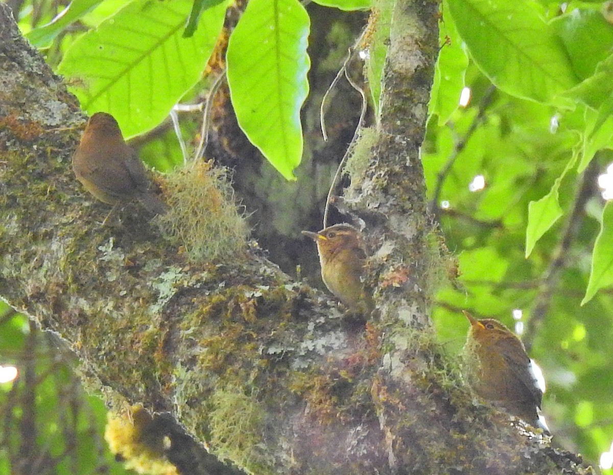 Ochraceous Wren - ML52008411