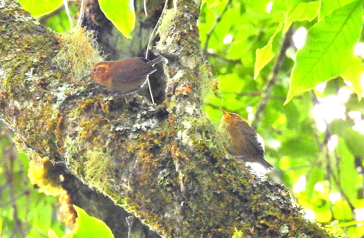 Ochraceous Wren - ML52008431