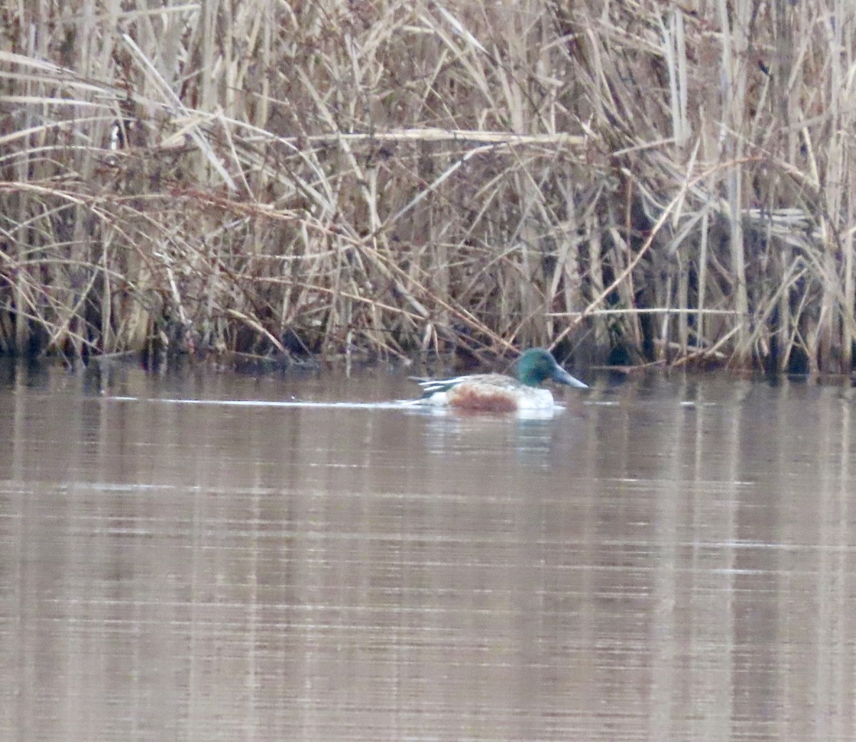 Northern Shoveler - ML520084591