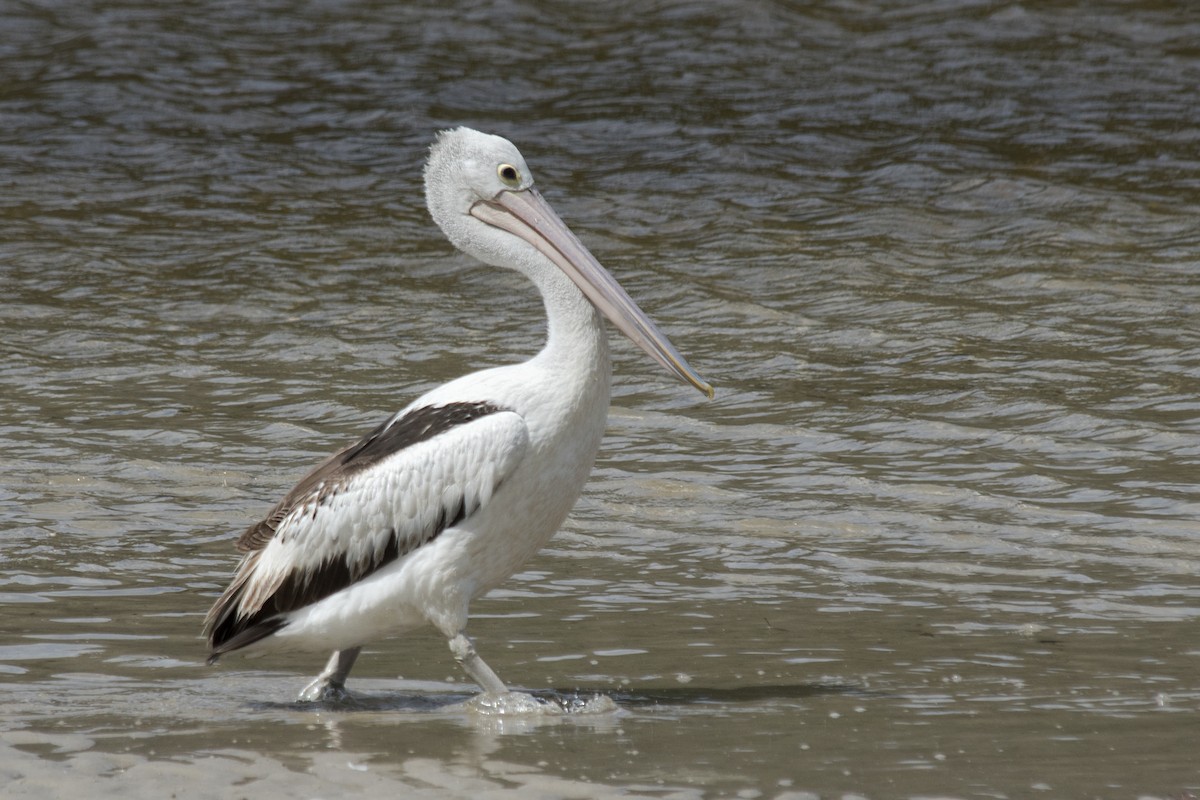 pelikán australský - ML520084851