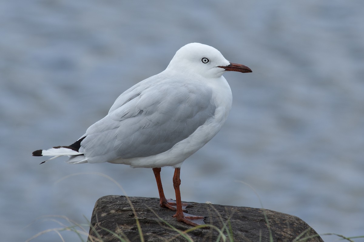 Silver Gull - ML520086311