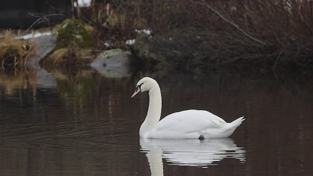 Cygne tuberculé - ML520086661