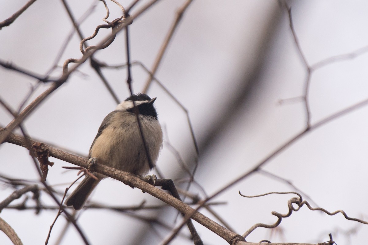 Carolina Chickadee - ML520086881