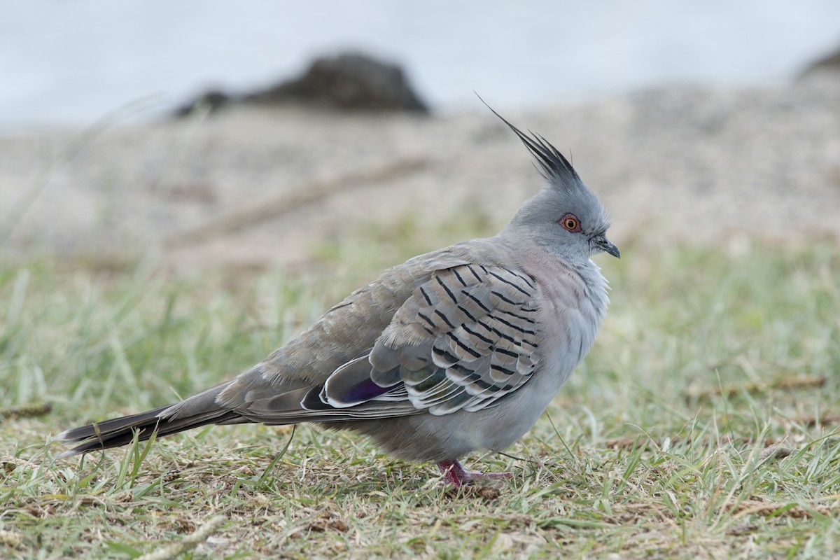 Crested Pigeon - ML520087331