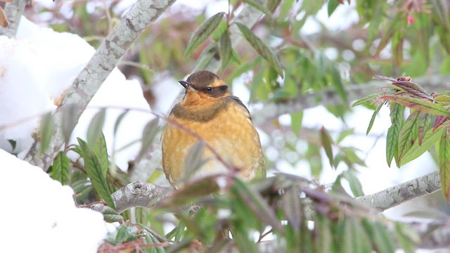 Varied Thrush - ML520088411