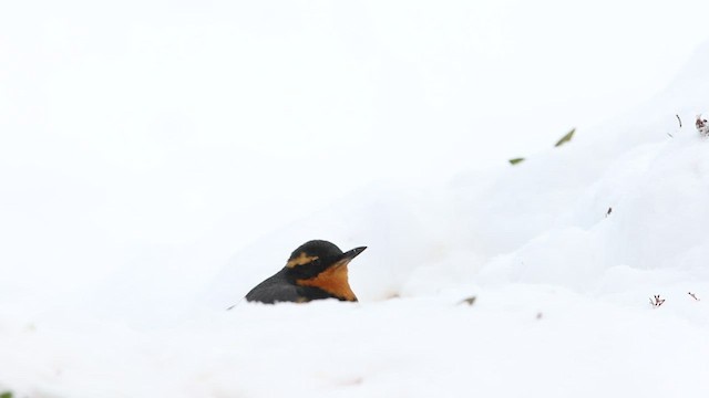 Varied Thrush - ML520088421