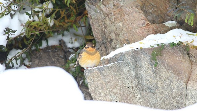 Varied Thrush - ML520088491