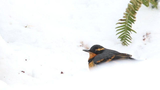 Varied Thrush - ML520088521