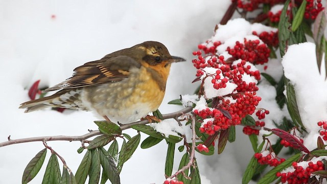 Varied Thrush - ML520088601