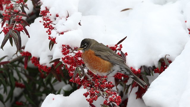 American Robin - ML520088671