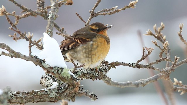 Varied Thrush - ML520089341