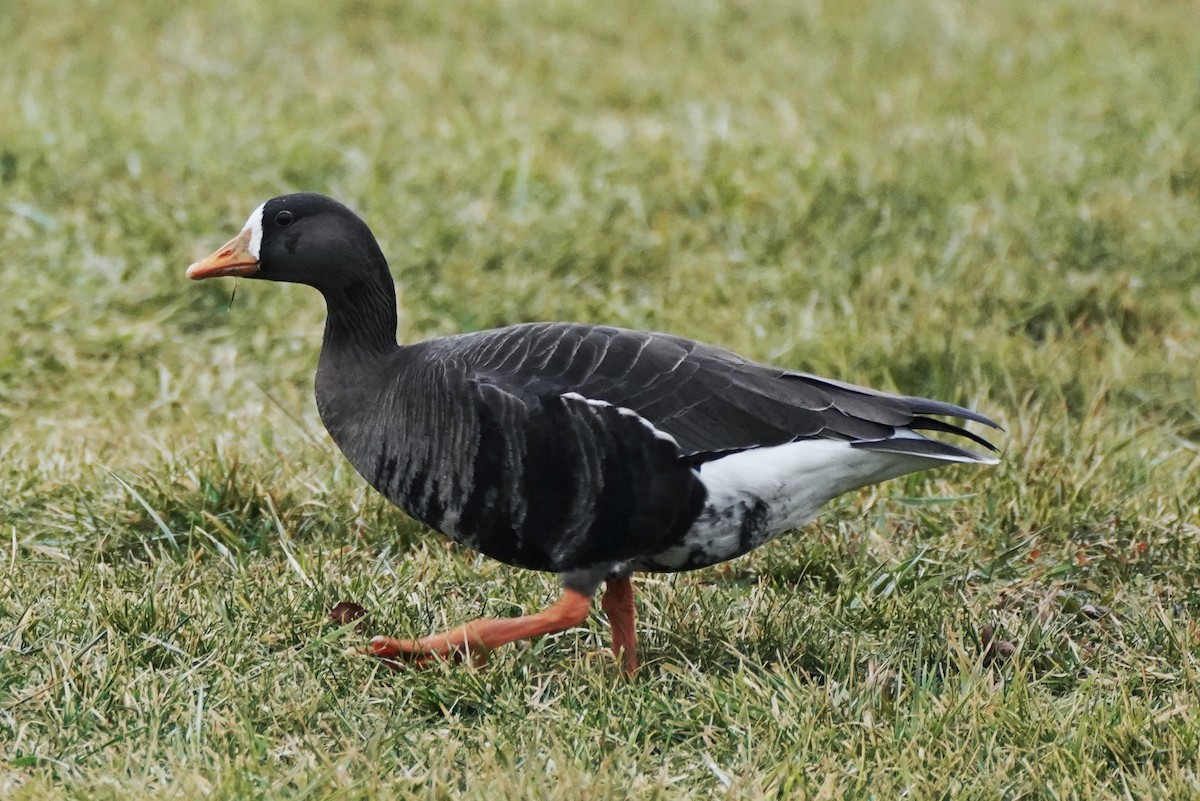 Greater White-fronted Goose - ML520089361