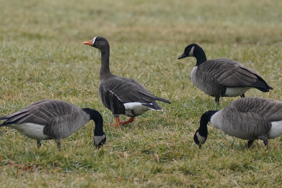 Greater White-fronted Goose - ML520089371