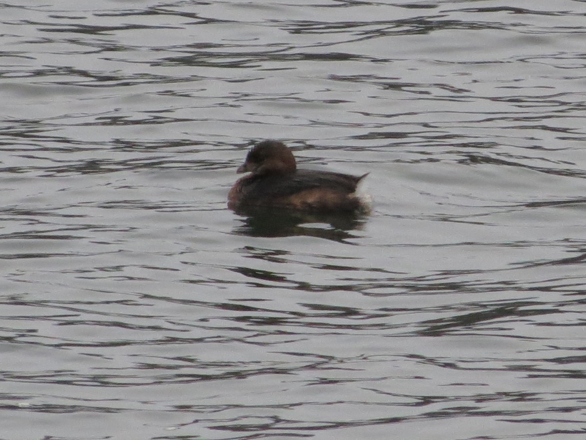 Pied-billed Grebe - ML52008961