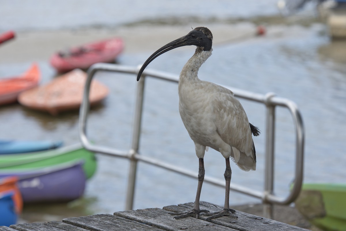 Ibis à cou noir - ML520089881