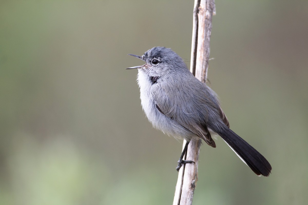 California Gnatcatcher - ML520090611