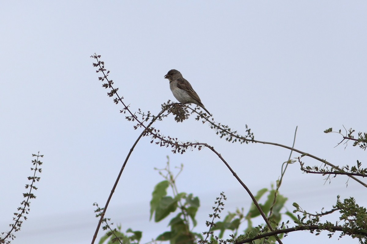 Serin de Salvadori - ML520091021