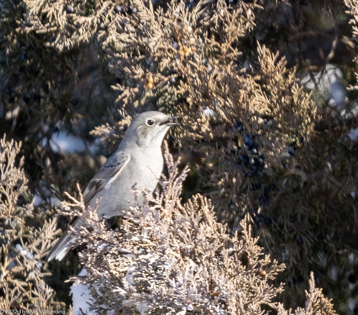 Townsend's Solitaire - ML520091041