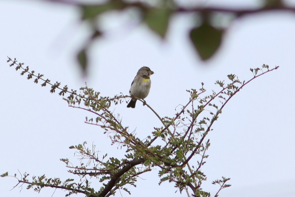 Salvadori's Serin - ML520091301