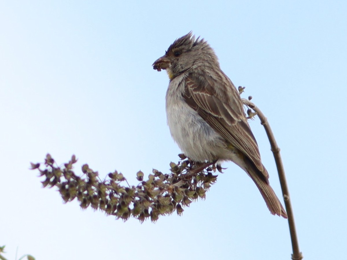 Salvadori's Serin - Pete Shen