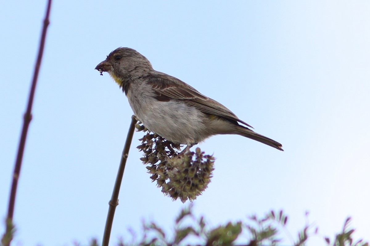 Salvadori's Serin - Pete Shen