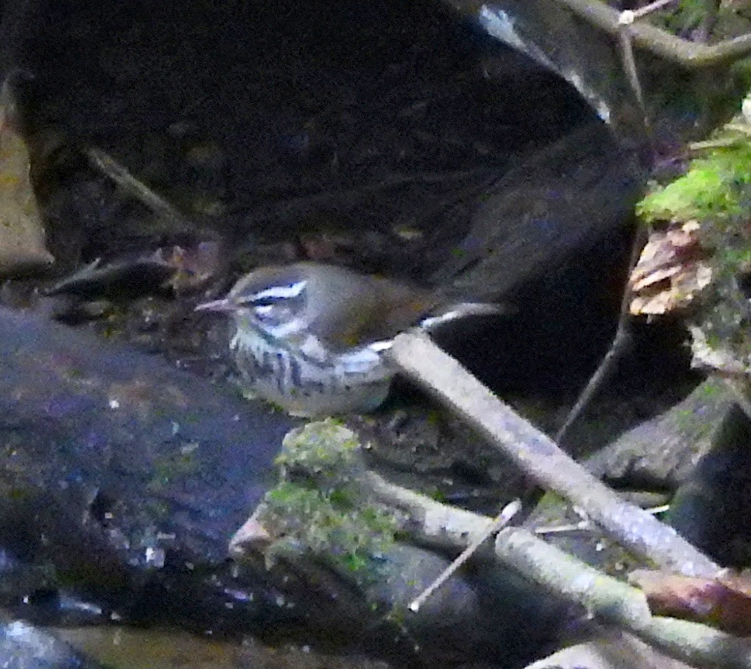 Louisiana Waterthrush - ML52009161