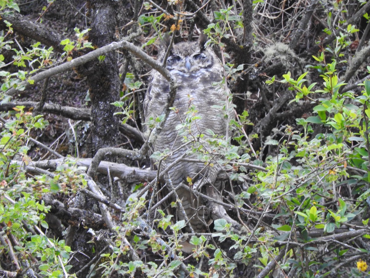 Lesser Horned Owl - ML520091621