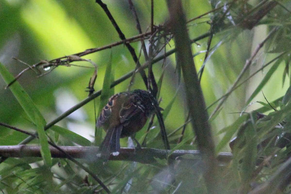 Klages's Antbird - Yaudimar Bermúdez